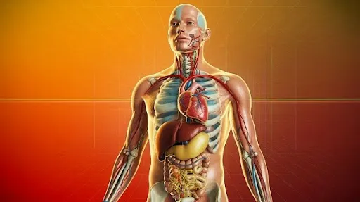 An example of the digital anatomy of the human body