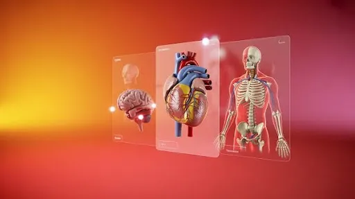 different instances of anatomical models